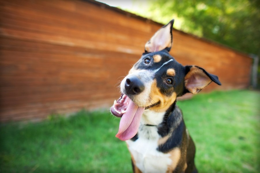 Dog tilts its head while playing, a grass yard visible in the background.