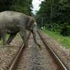 Elephant crosses train tracks in India, trees visible in the background.