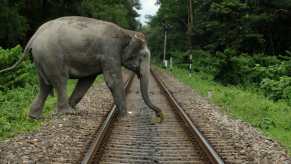 Elephant crosses train tracks in India, trees visible in the background.