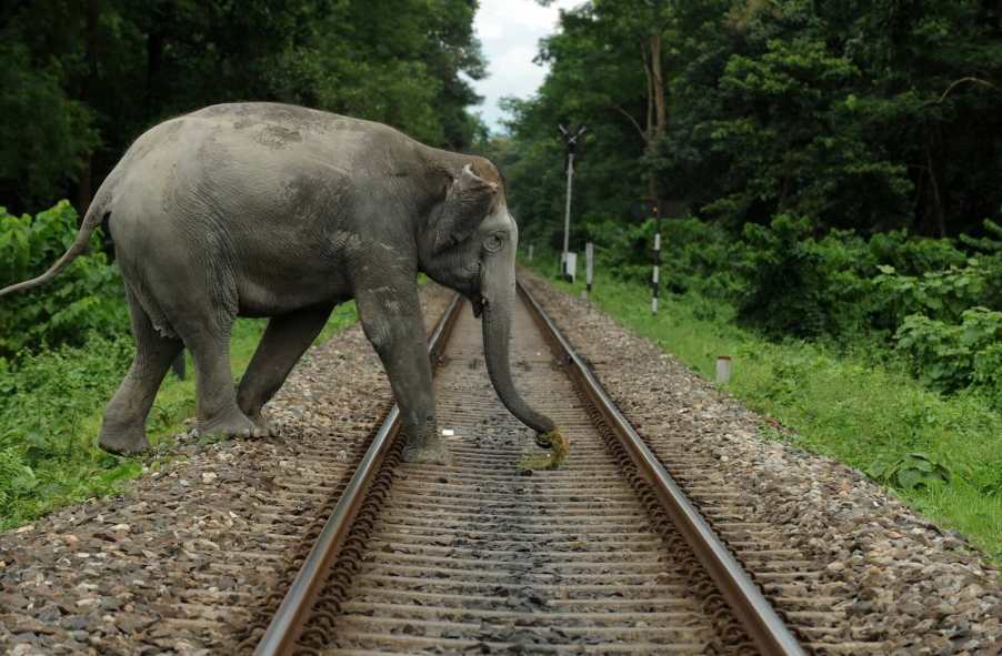 Elephant crosses train tracks in India, trees visible in the background.