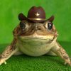 Frog on a green background wear's a hat with a sheriff police officer star