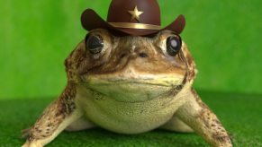 Frog on a green background wear's a hat with a sheriff police officer star