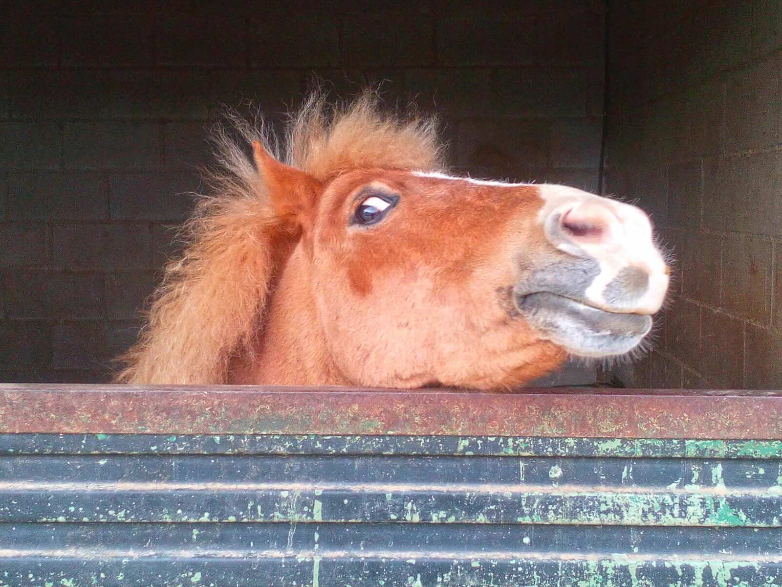 Silly horse looking over a stable door.