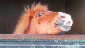 Silly horse looking over a stable door.