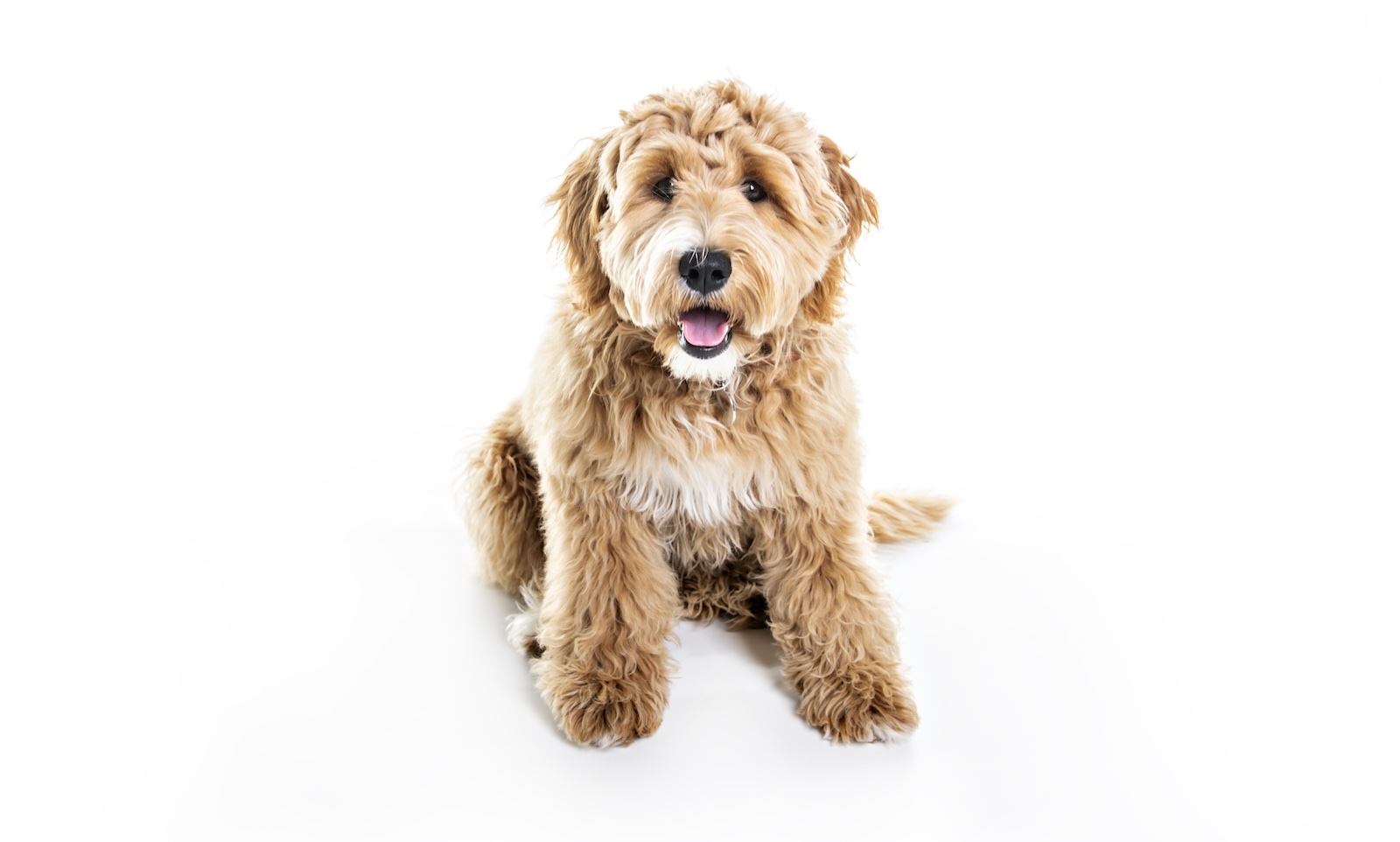 Golden labradoodle puppy sitting on a white background.