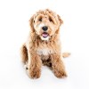 Golden labradoodle puppy sitting on a white background.