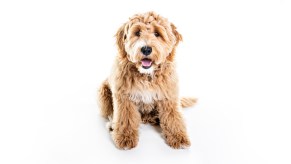 Golden labradoodle puppy sitting on a white background.