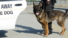 A police dog near a car