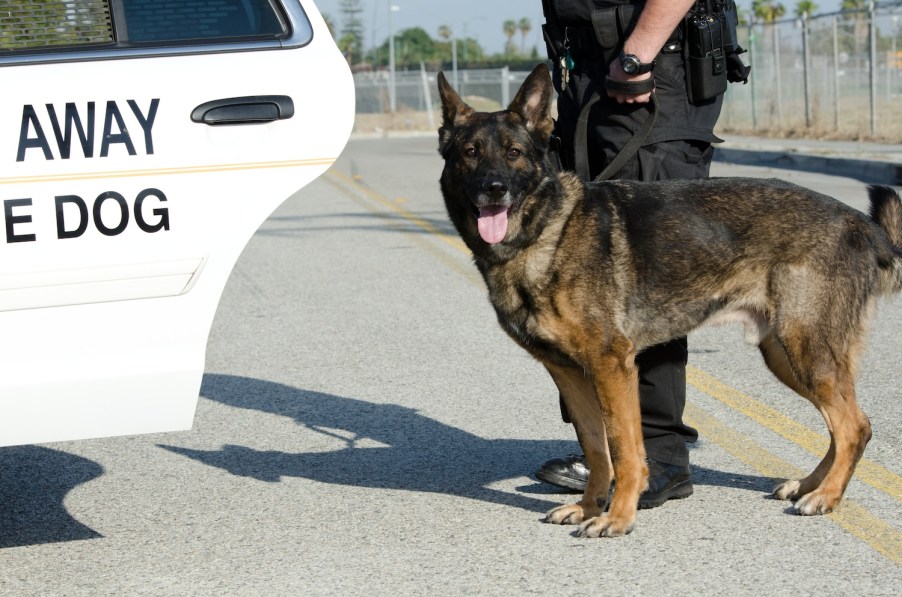 A police dog near a car