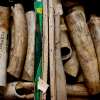 Illegal shipment of elephant tusks in a crate for their ivory.