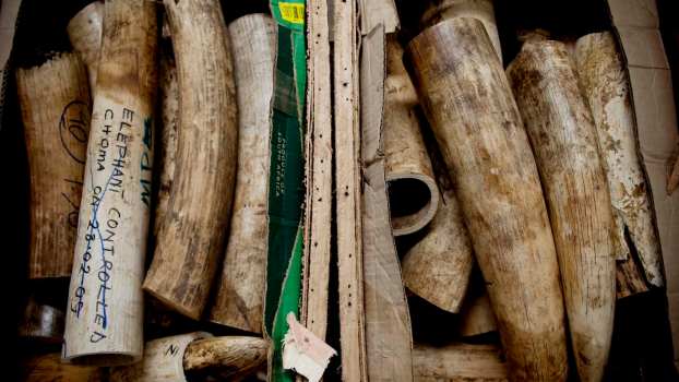 Illegal shipment of elephant tusks in a crate for their ivory.