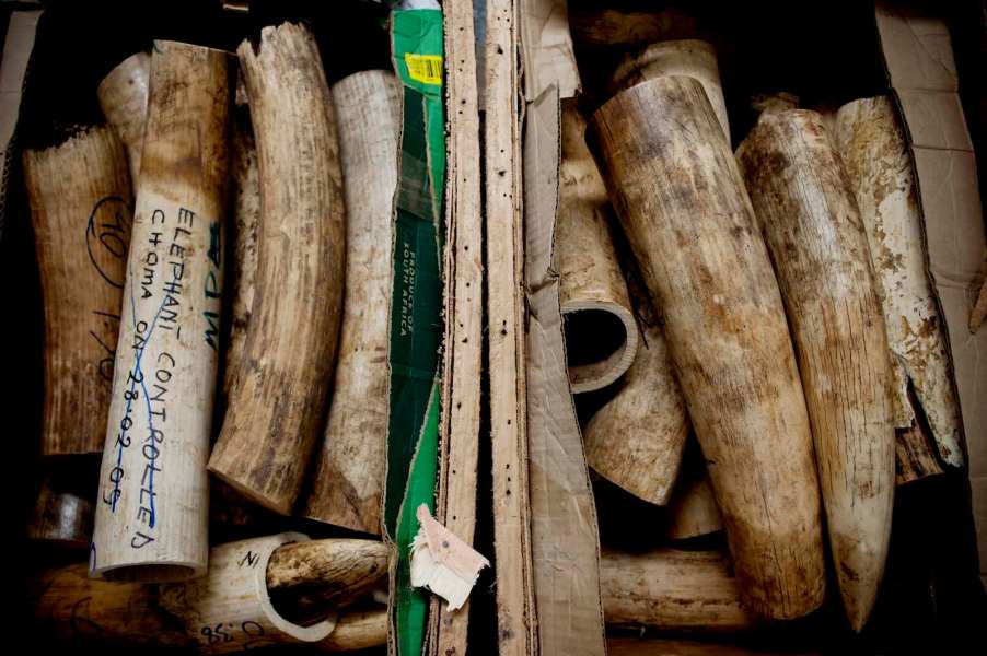 Illegal shipment of elephant tusks in a crate for their ivory.