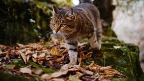 Stray tabby cat walks through the woods to get home.