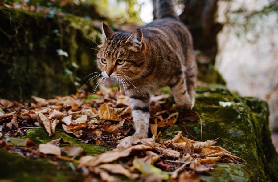 Stray tabby cat walks through the woods to get home.