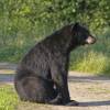 Black bear sits on a Florida driveway, trees visible in the background.
