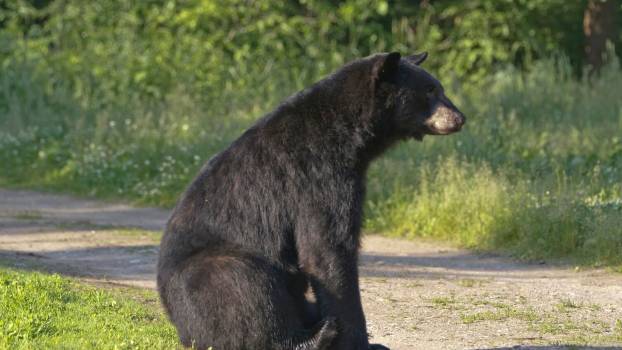 Black bear sits on a Florida driveway, trees visible in the background.