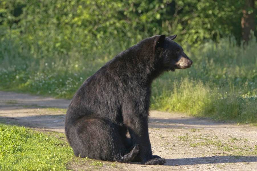 Black bear sits on a Florida driveway, trees visible in the background.