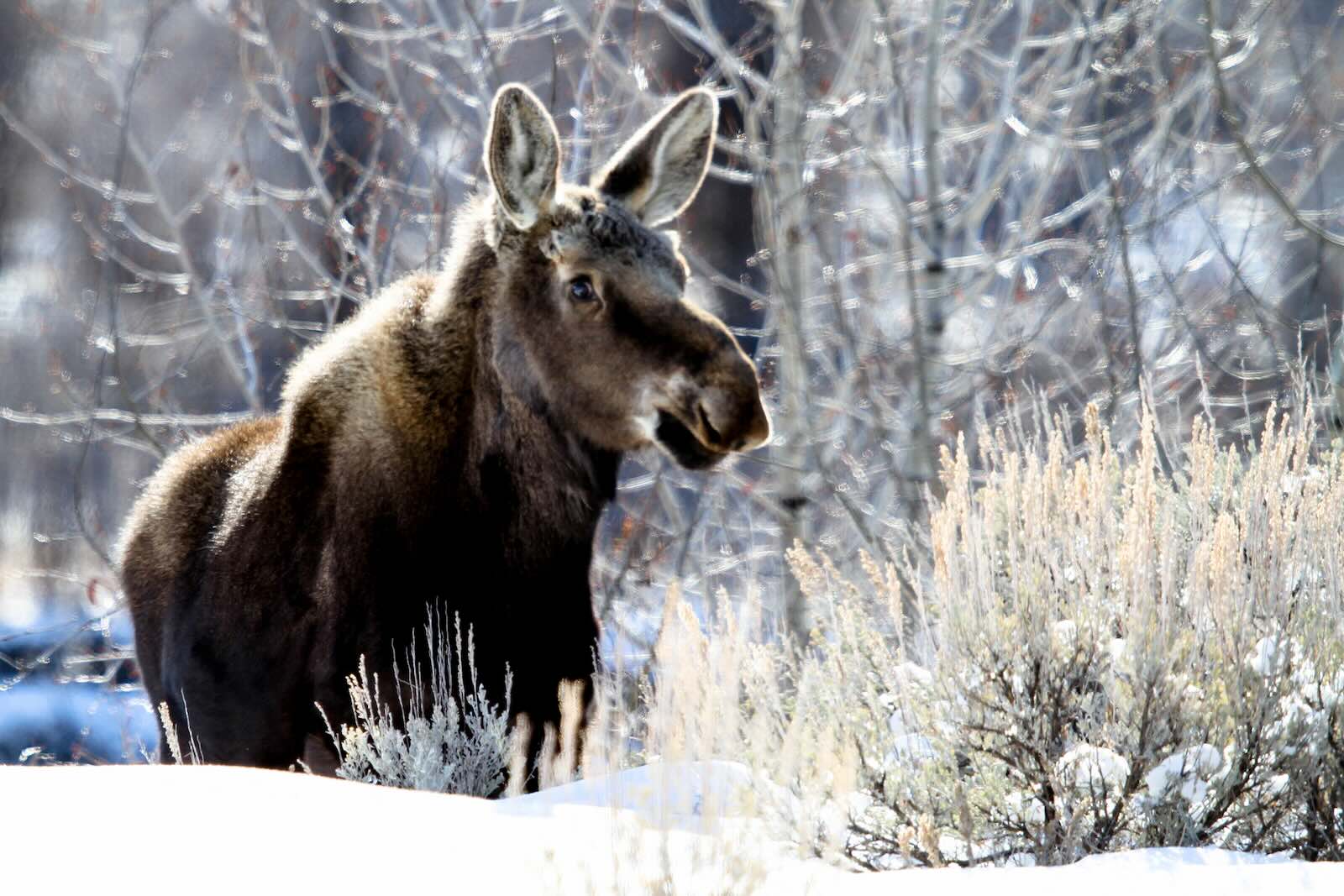 New Hampshire Snowmobile Riders Rescue Moose Trapped In The Snow