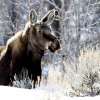 Moose stands in deep snow in the woods.