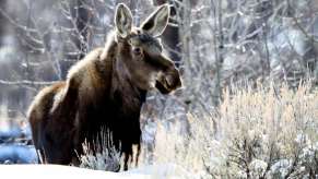 Moose stands in deep snow in the woods.