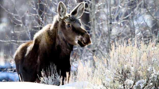 Moose stands in deep snow in the woods.