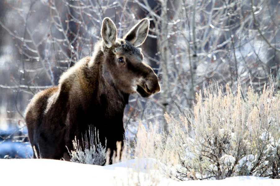 Moose stands in deep snow in the woods.