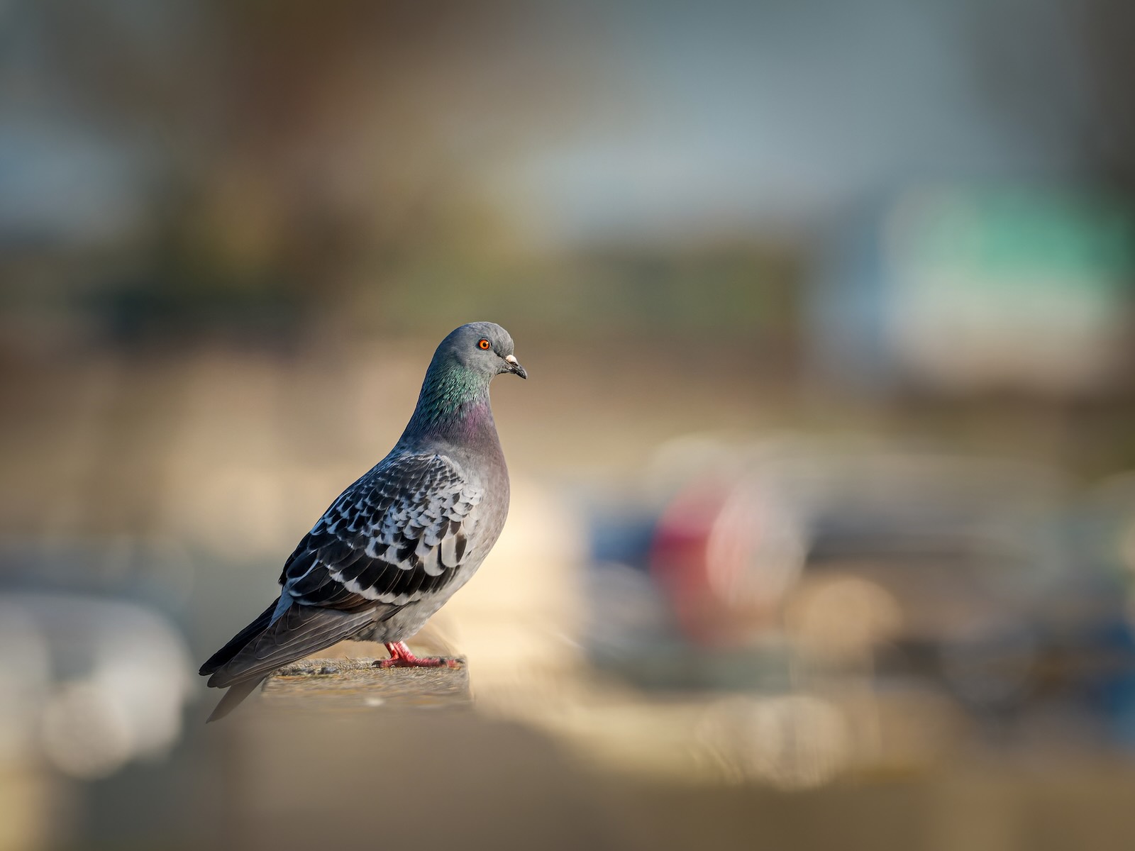 Pigeon standing on a sidewalk in a city.