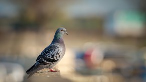 Pigeon standing on a sidewalk in a city.