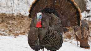 Wild Turkey tom standing on the snow, woods and a hen visible in the background.