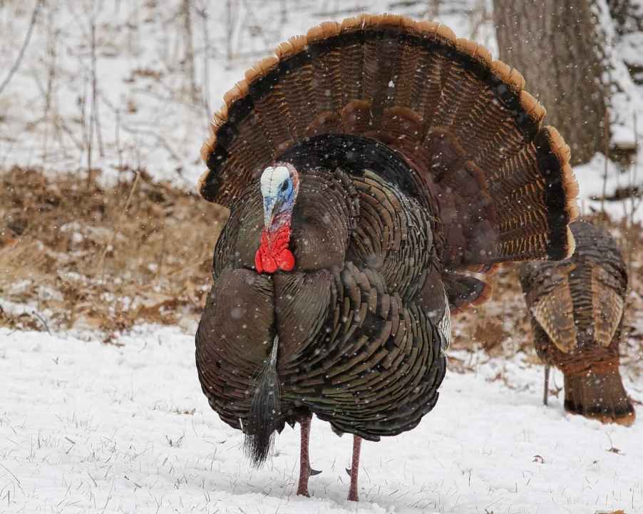 Wild Turkey tom standing on the snow, woods and a hen visible in the background.