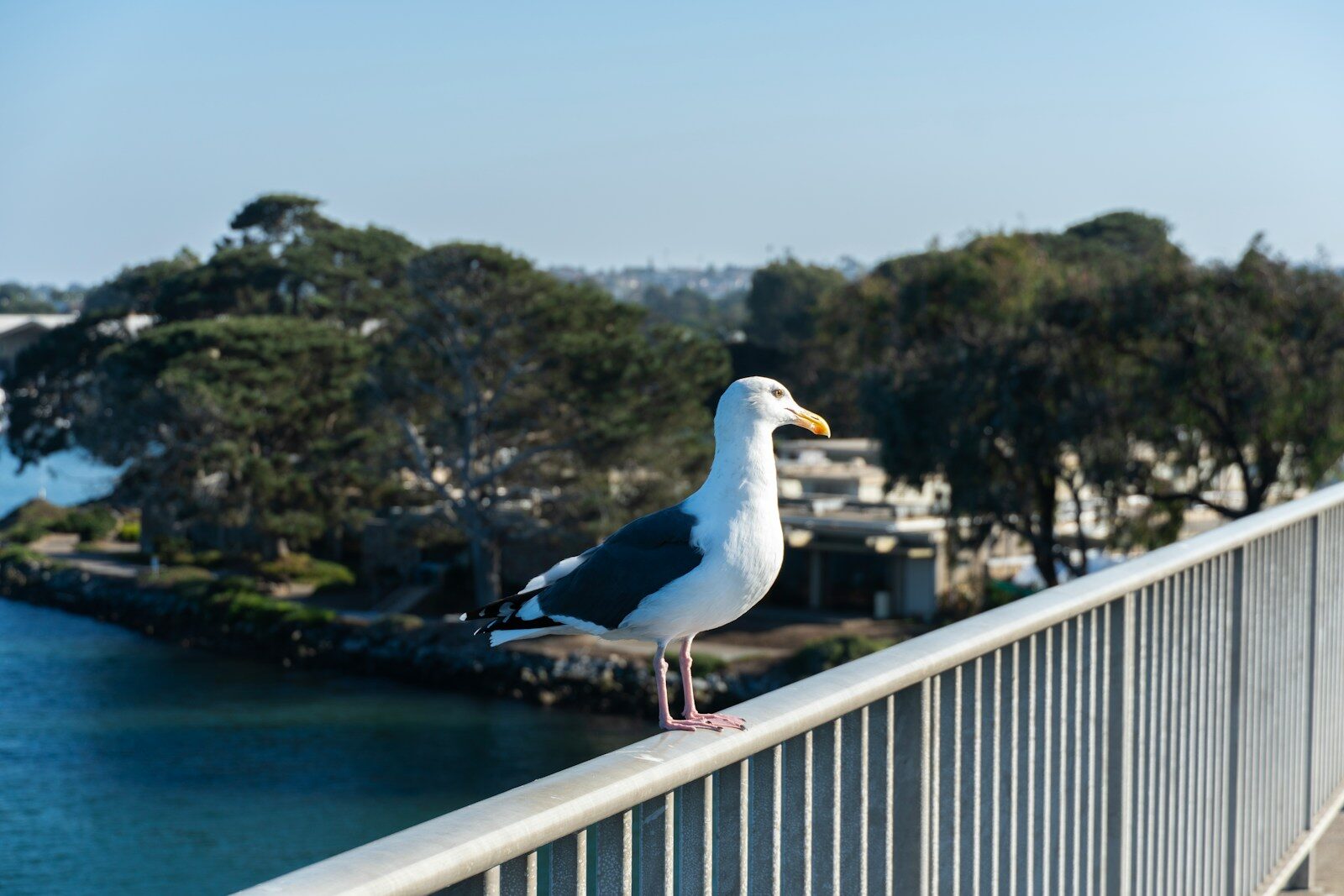 A seagull perched on a railing overlooking water.