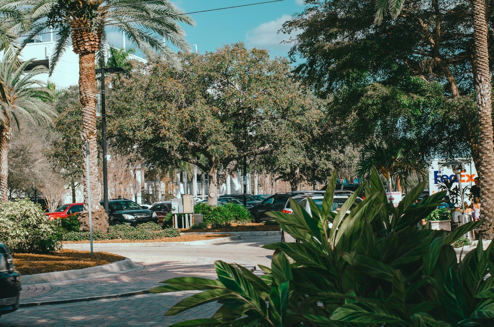 a street with palm trees and parked cars