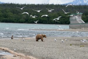 A bear walks on shore with flying gulls.
