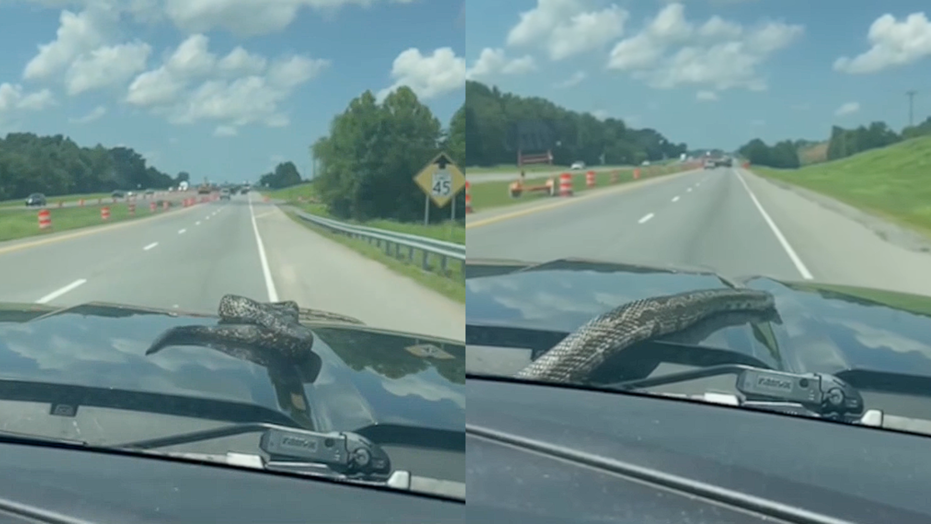 Family Terrified by Giant Snake Slithering Across Car Hood: "Am I Really Seeing This?"