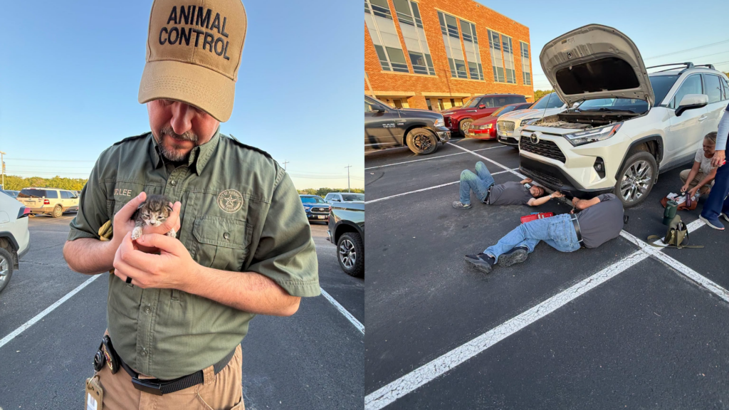 A Newborn Kitten Survived an 80-Mile Ride Inside an SUV Engine